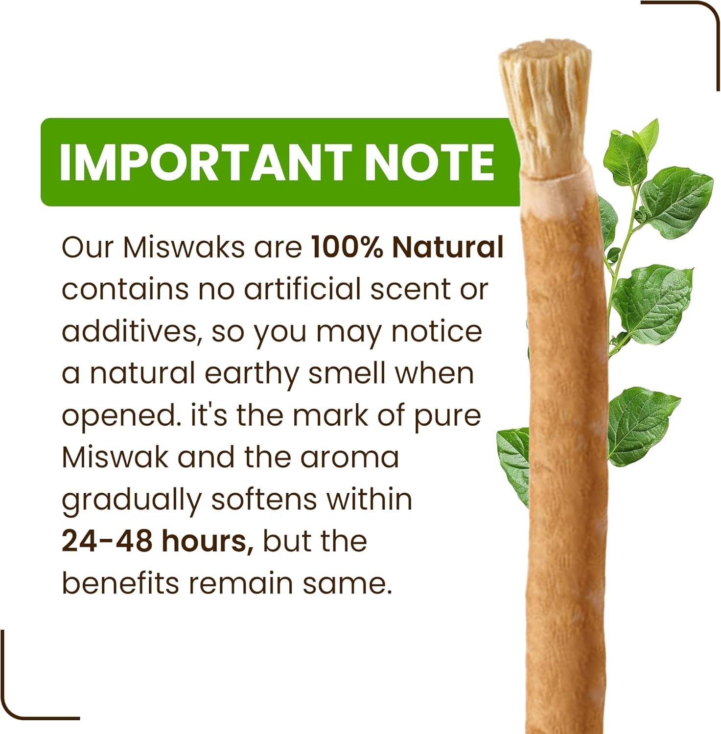 Miswak Sticks for Teeth Pack of 3 with Holder - Image 6