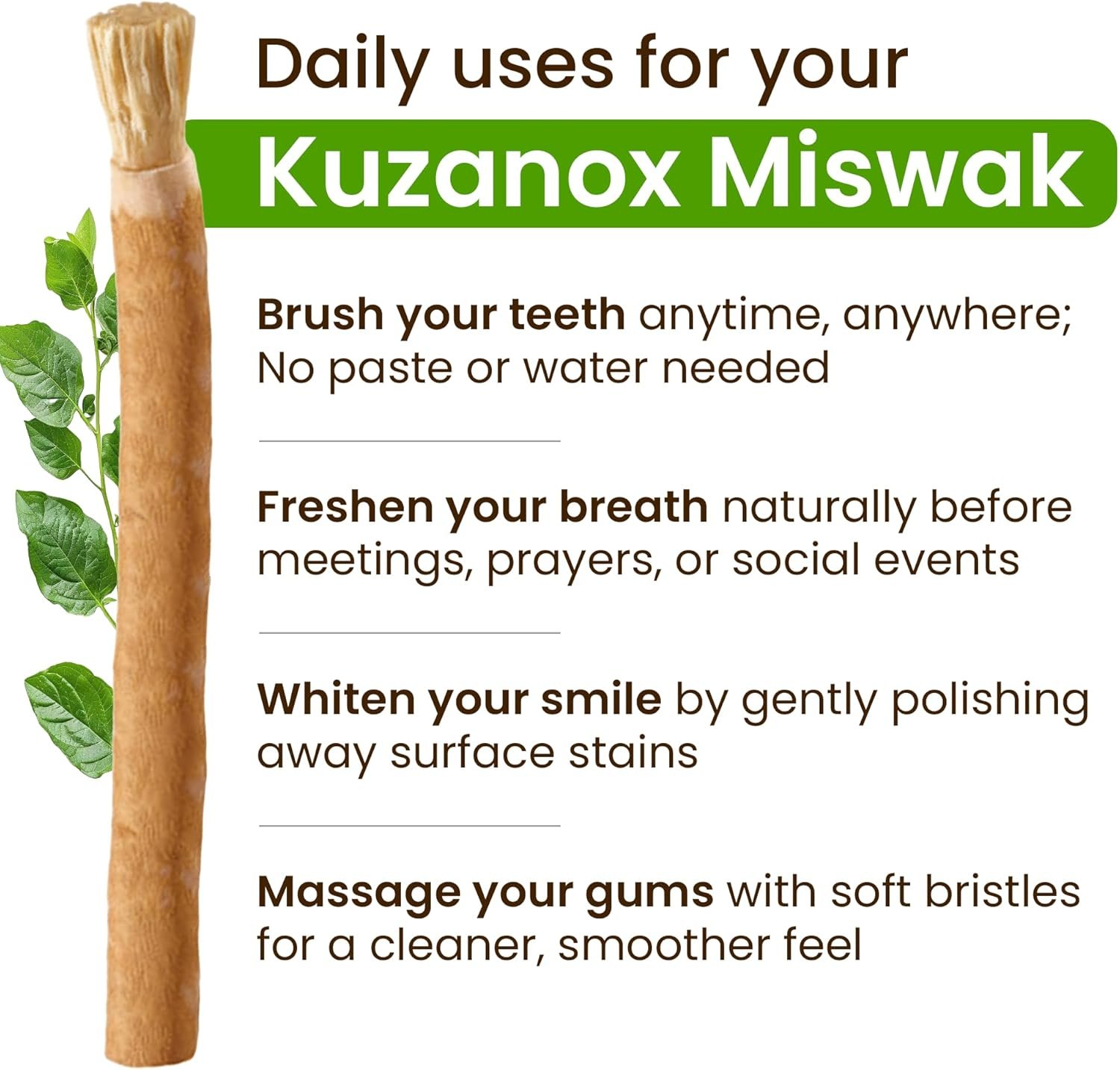 Miswak Sticks for Teeth Pack of 3 with Holder - Image 2